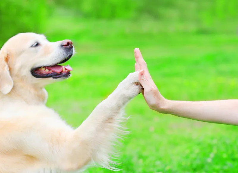 Golden retriever giving a high five to its owner's hand on a bright green lawn