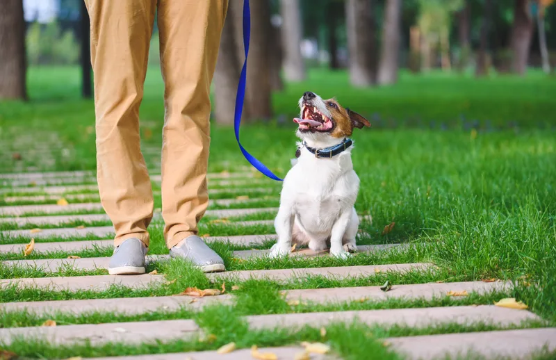Small terrier sitting nicely beside its owner's feet on a garden path, leash loose