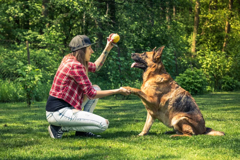 Trainer kneeling on the grass as a German shepherd offers its paw during a private lesson