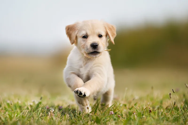 Golden retriever puppy bounding across the grass toward its trainer