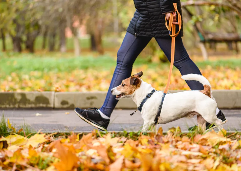 Jack Russell terrier walking calmly on a loose leash beside its owner through autumn leaves