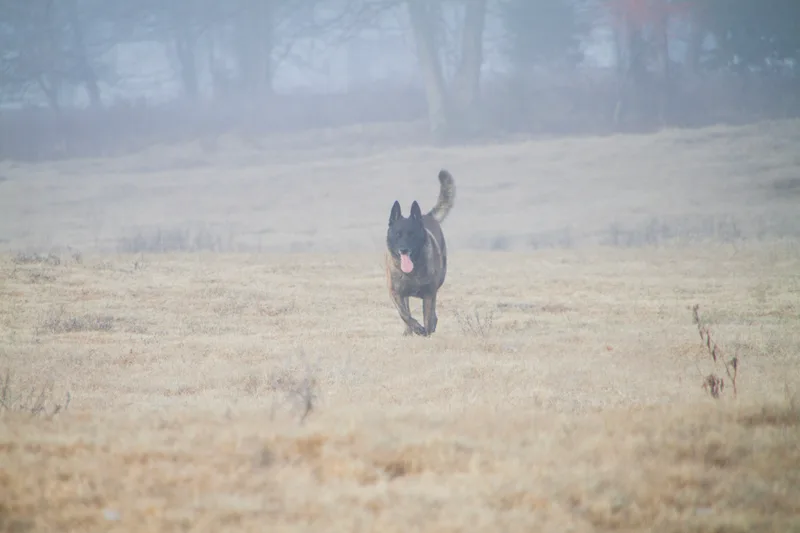 Dog running back across an open field on a misty morning during recall practice