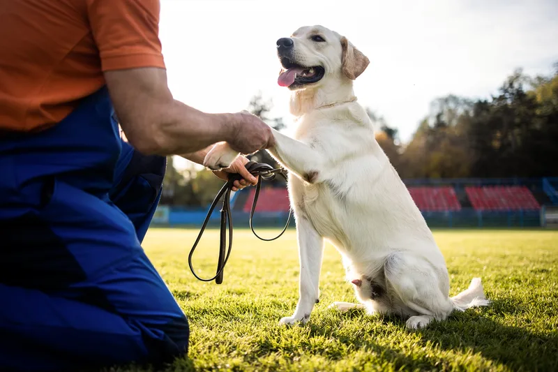 Trainer holding the paw of a happy yellow Labrador sitting on the grass during an outdoor session