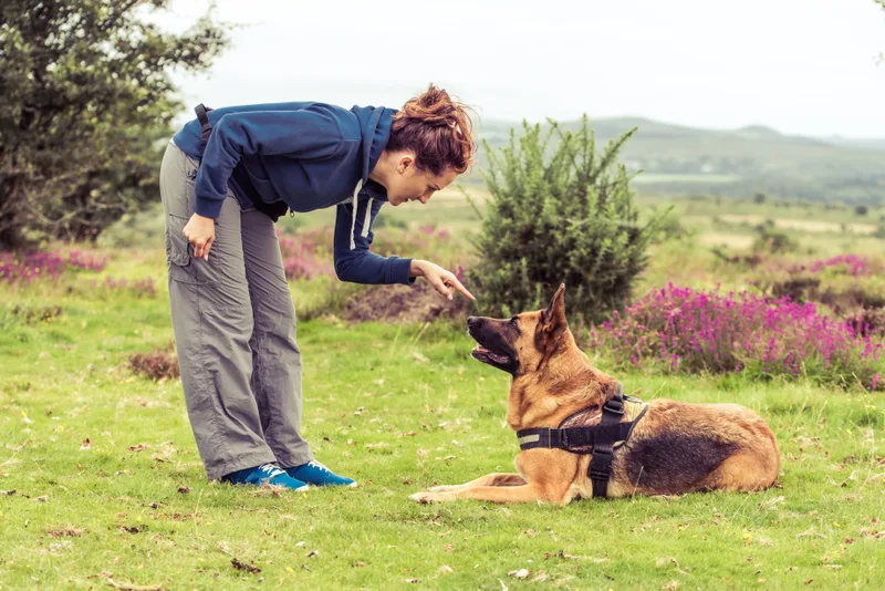 Trainer bending down to give a calm cue to a German shepherd lying in a meadow