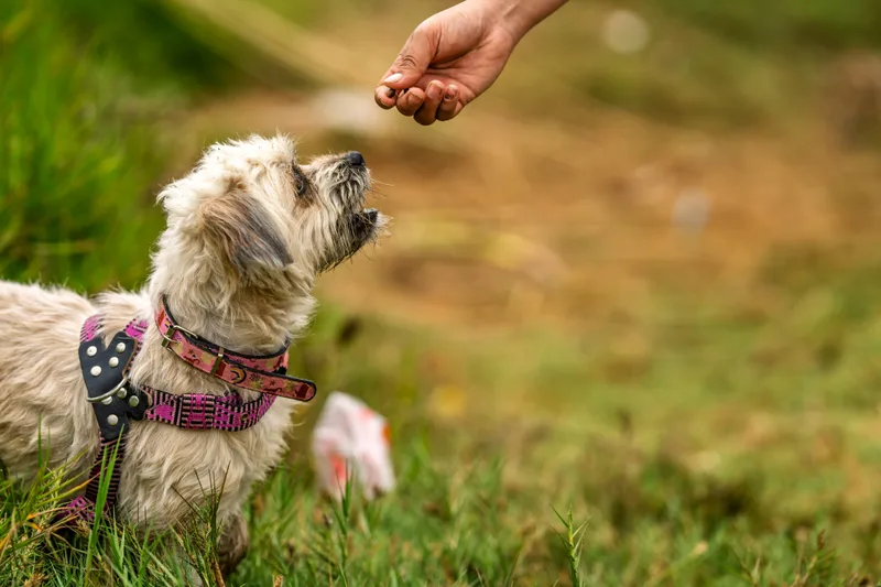 Small terrier sitting and looking up at a trainer's hand holding a treat