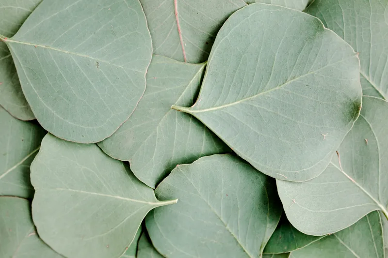 Close-up of overlapping silver-green eucalyptus leaves