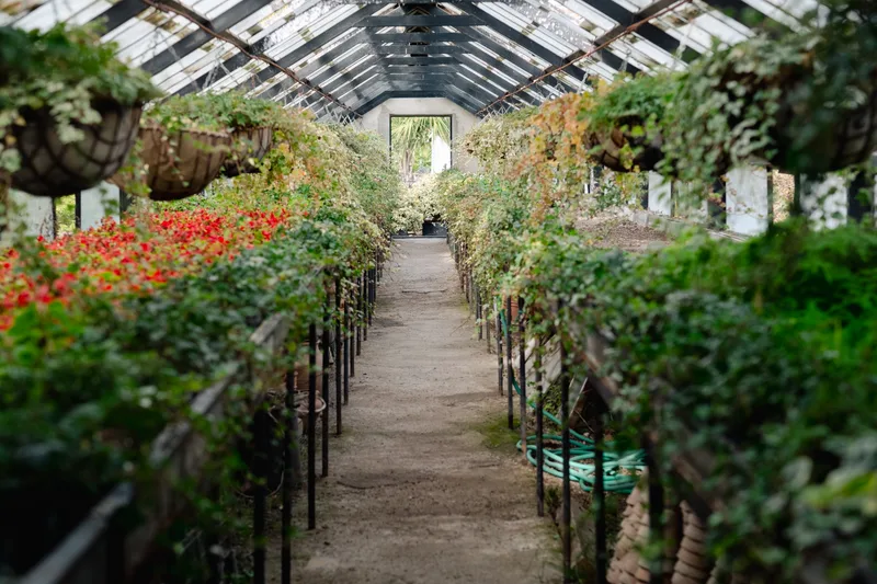 A long greenhouse aisle lined with hanging baskets and red and green plants