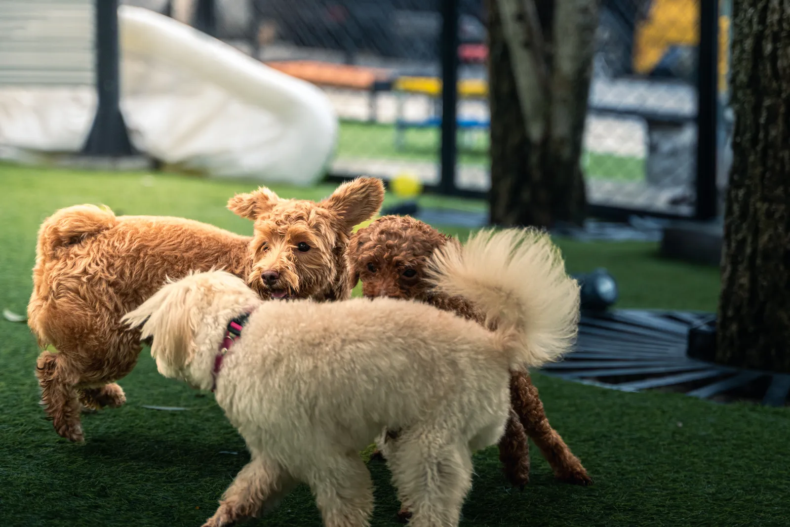 Small group of dogs playing together in a bright, open dog daycare play yard while a staff member supervises