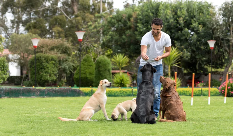 Trainer working with a dog outdoors