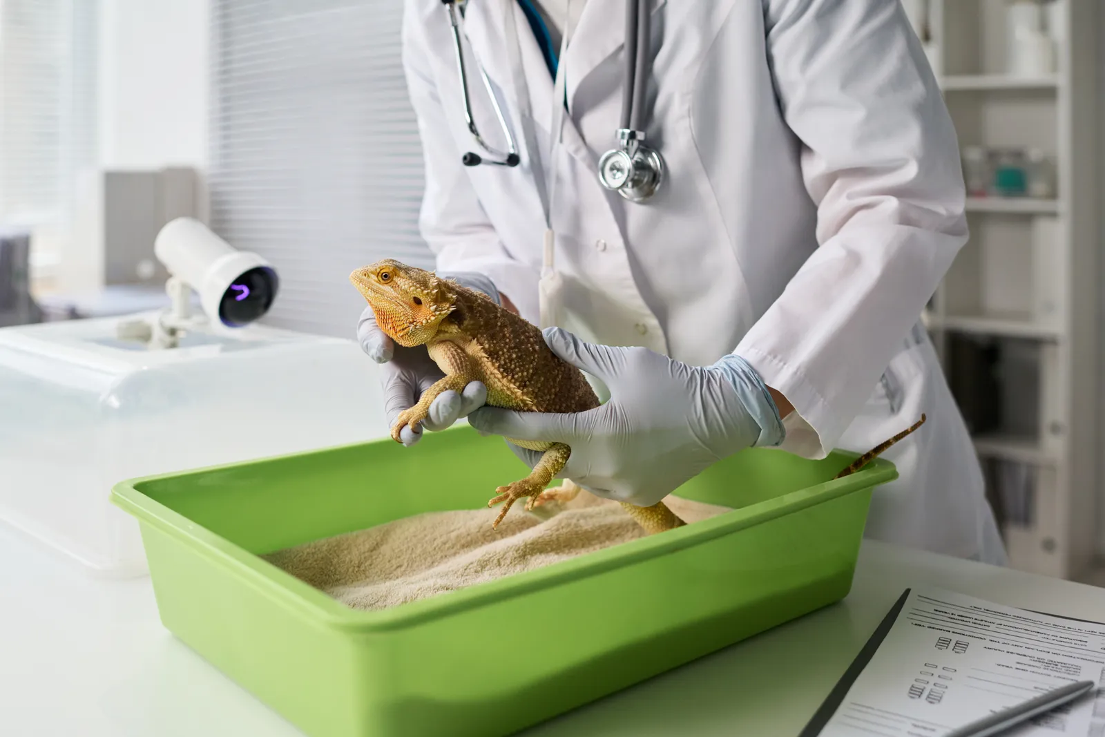 Veterinarian in gloves examining a bearded dragon on an exam table while the owner looks on