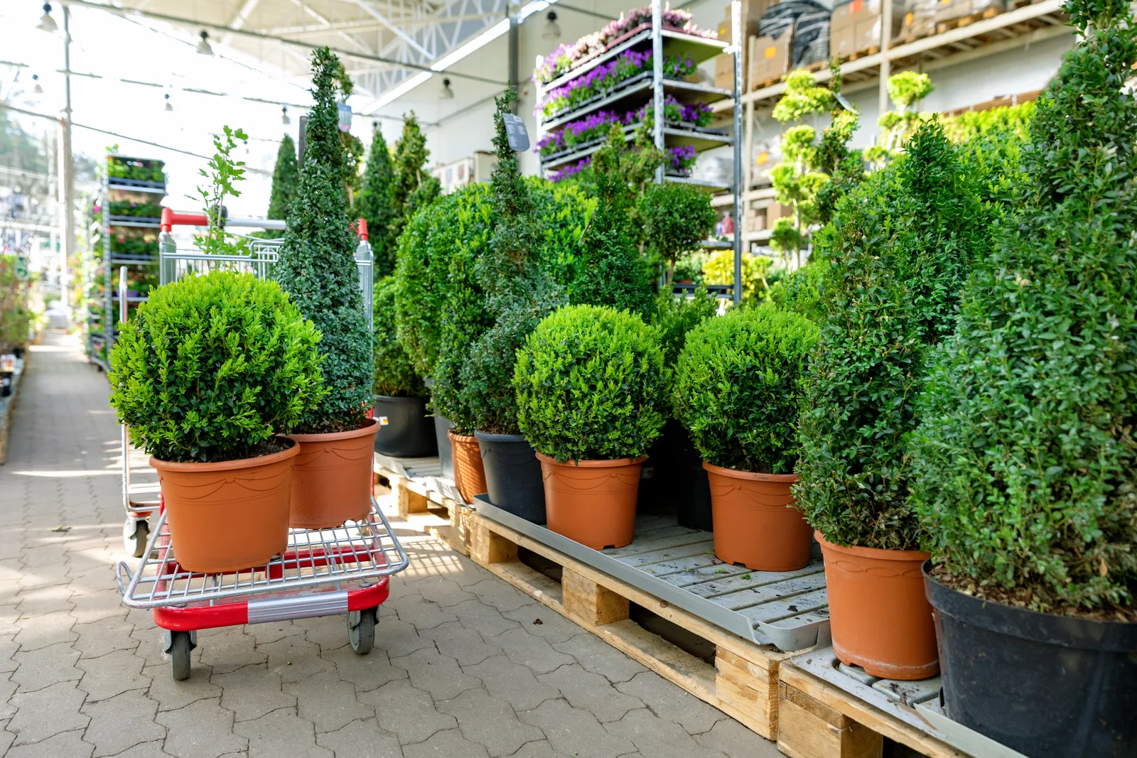 A garden center employee helping a customer choose plants from rows of flowering nursery stock
