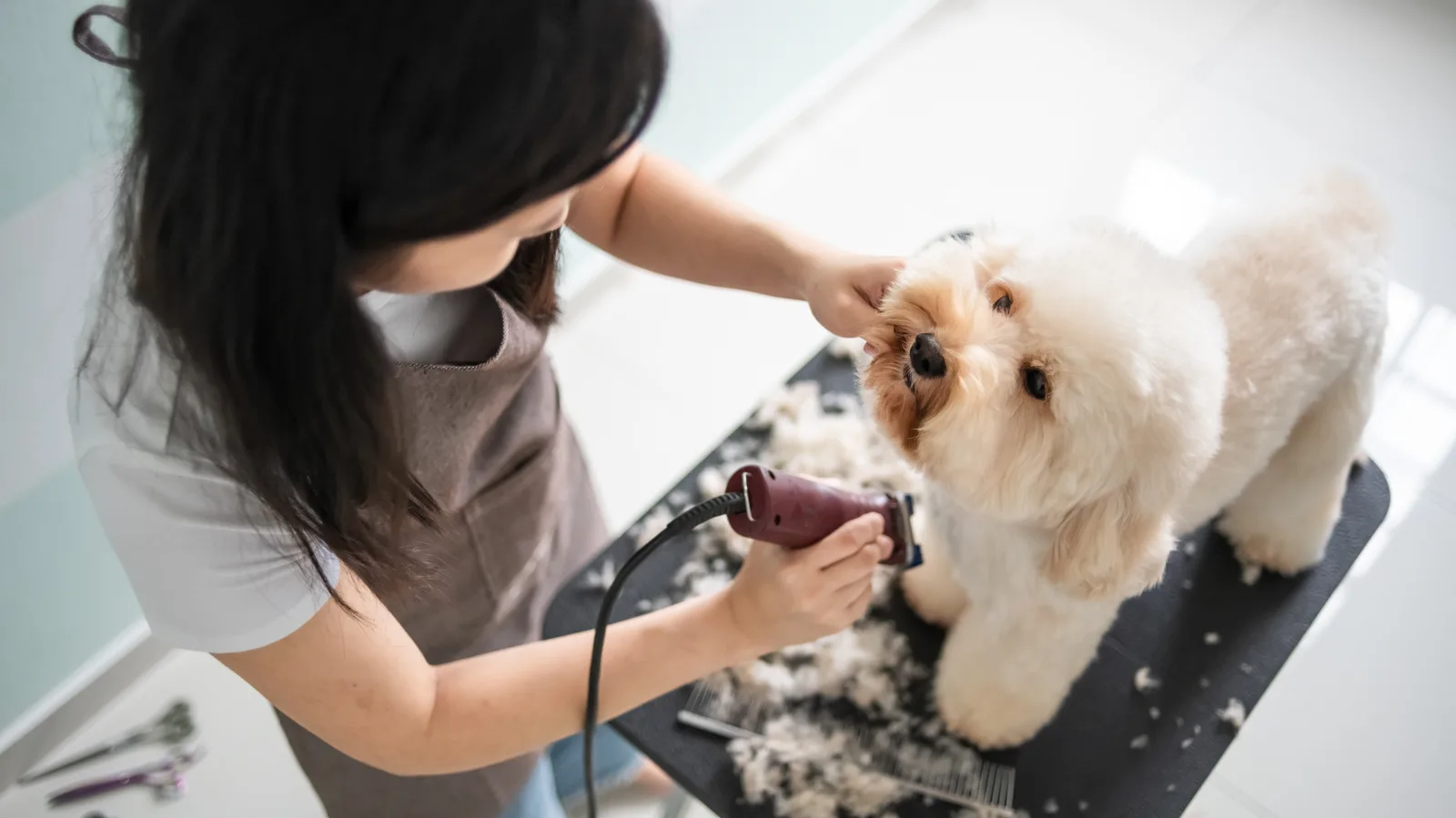 A groomer trims a small dog's coat on the grooming table at a local pet salon