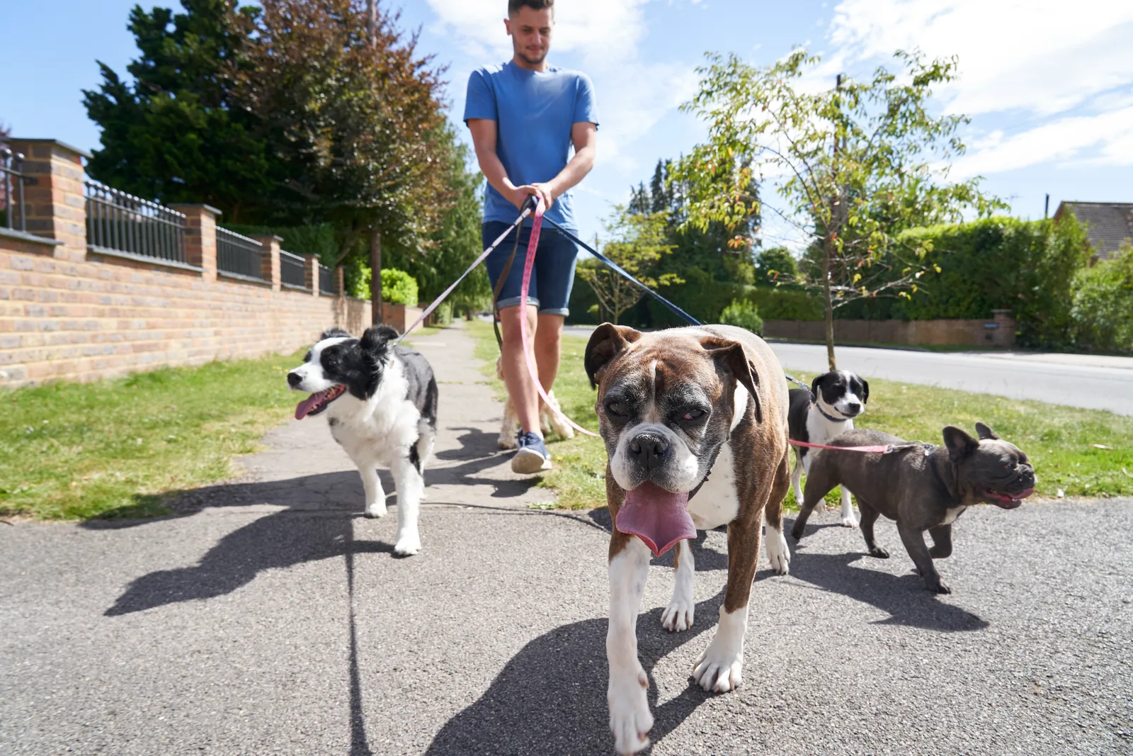 A dog walker walks three happy dogs on leashes along a tree-lined neighborhood sidewalk