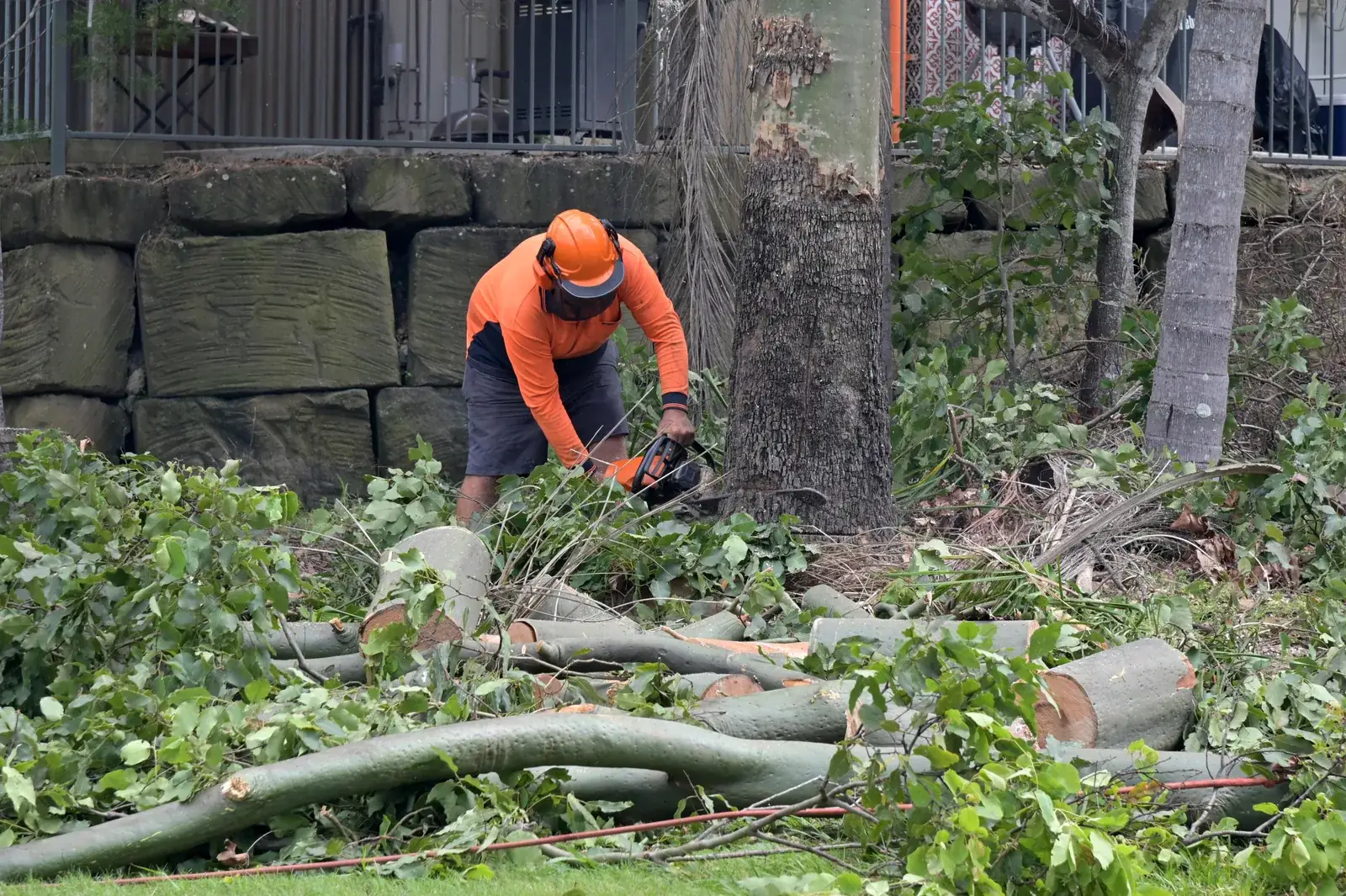 Harnessed arborist roped into a tall oak, cutting limbs above a homeowner's backyard