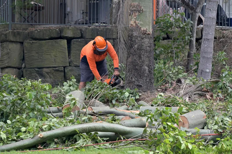 Arborist removing a large tree with a chainsaw
