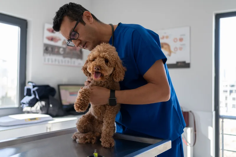 Veterinarian examining a dog during a routine checkup at an animal hospital