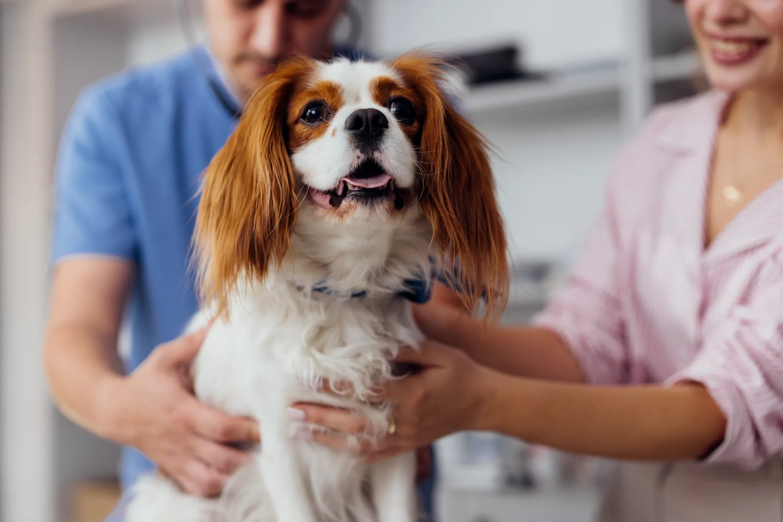 Veterinarian listening to a golden retriever's heartbeat with a stethoscope in an exam room while the dog's owner looks on