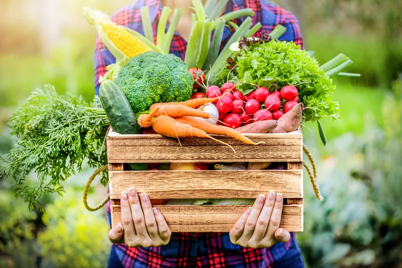 Farmer in a plaid shirt holding a wooden crate piled with corn, broccoli, carrots, radishes, and leafy greens