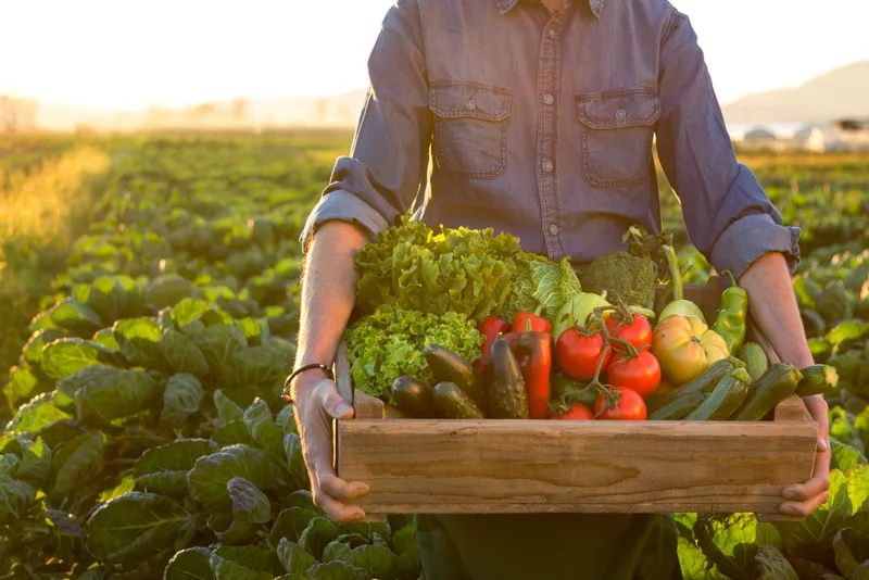Farmer carrying a wooden crate of lettuce, tomatoes, cucumbers, and peppers through a field at golden hour