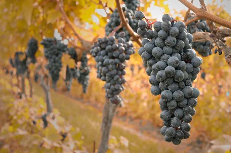 Dark grape clusters among yellow autumn leaves at harvest time