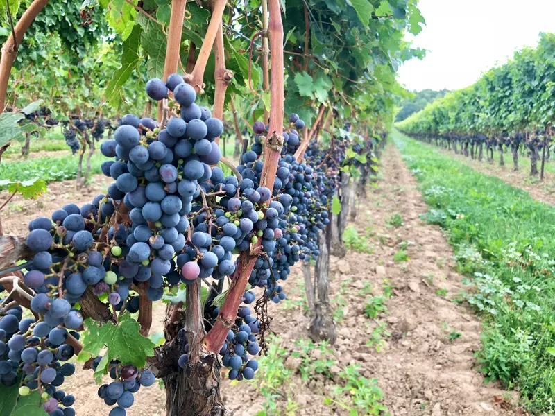 Ripe dark grape clusters hanging on the vine beside a grassy row