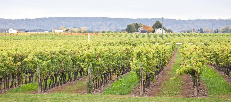 Wide view of vineyard rows with a farmhouse and a wooded ridge on the horizon