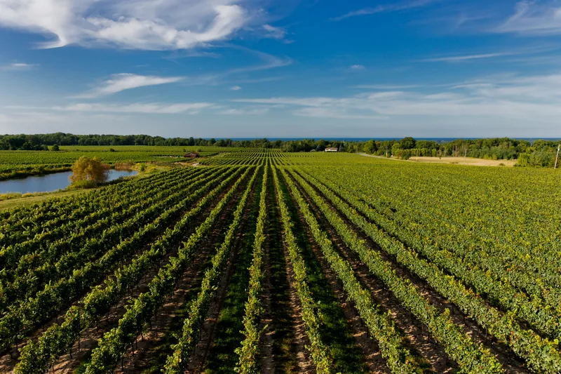 Rows of vines running downhill toward a lake under a blue summer sky
